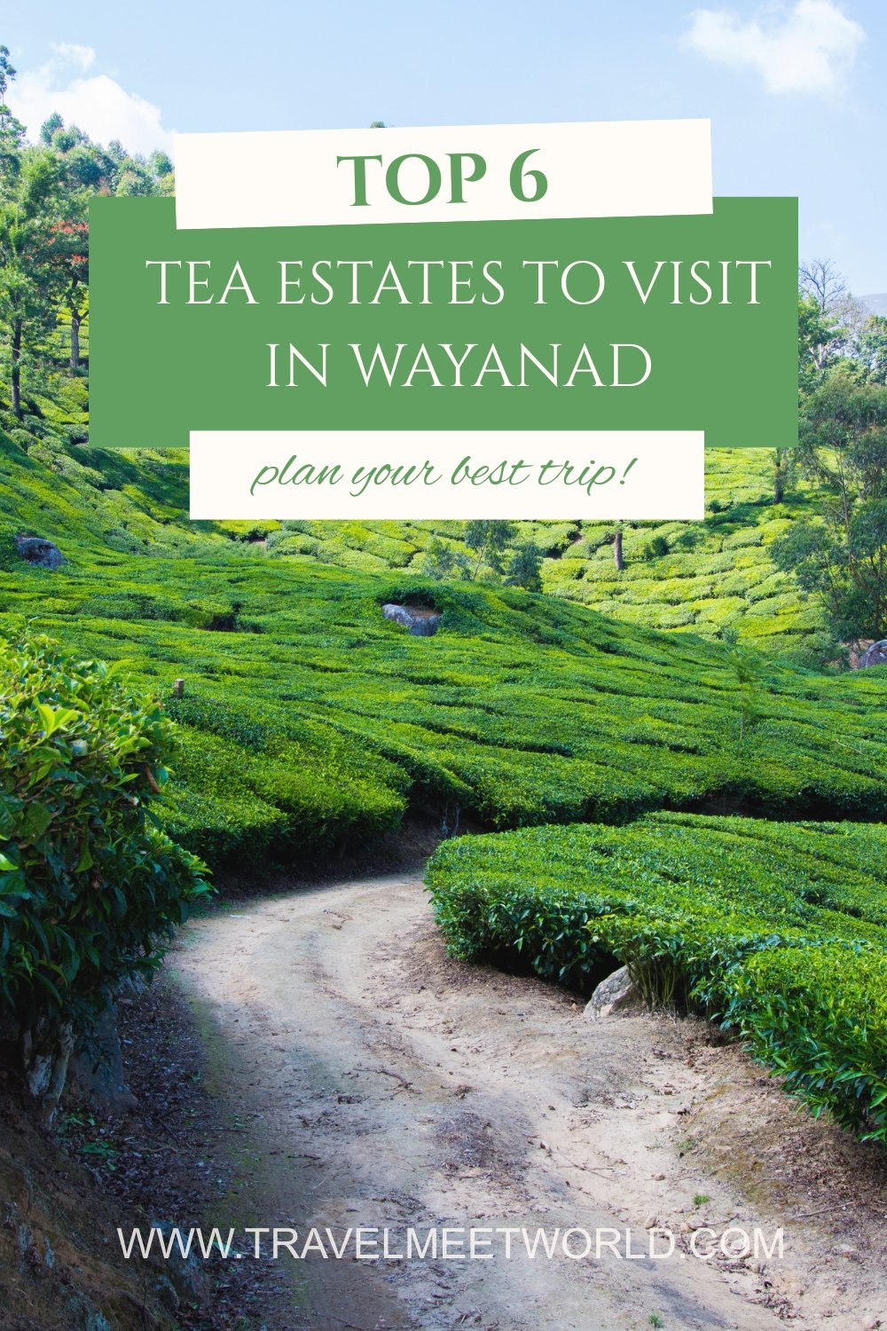Top 6 Tea Estates to Visit in Wayanad