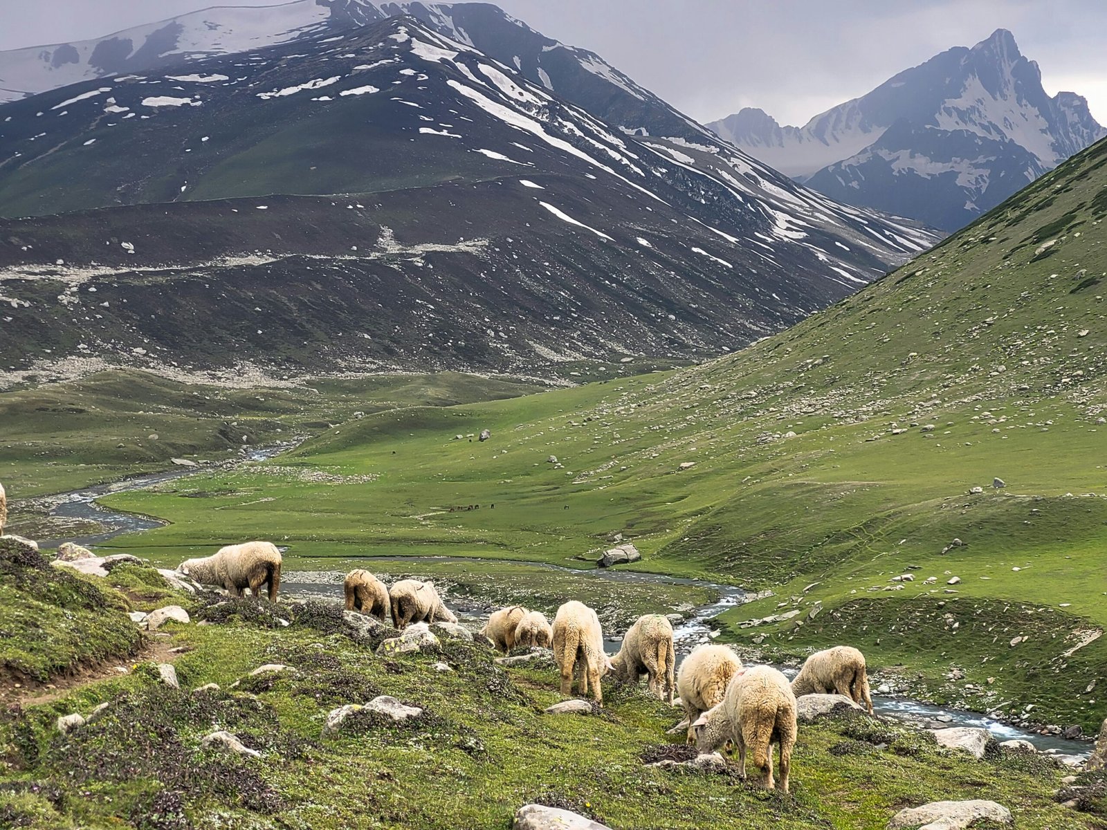 Best Wildlife Places in Ladakh