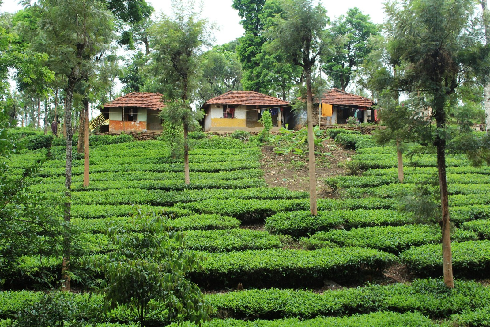 Top 6 Tea Estates to Visit in Wayanad