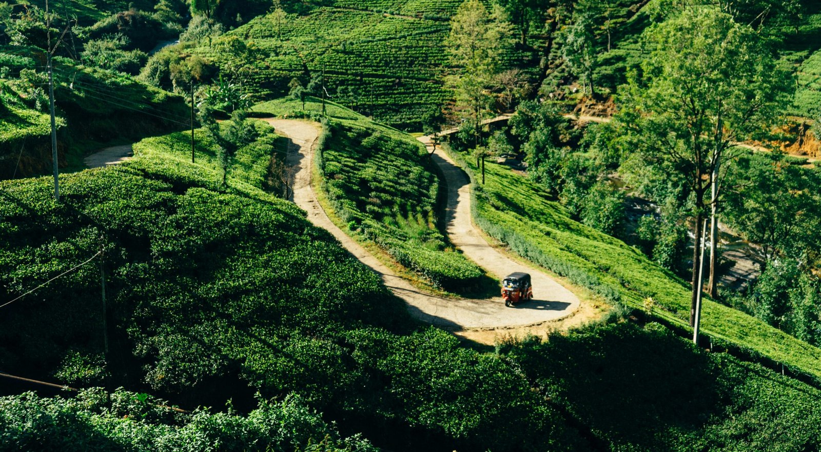Top 6 Tea Estates to Visit in Wayanad