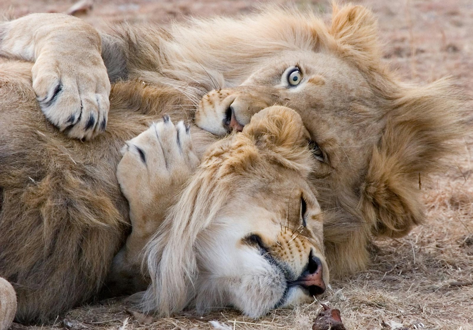 Best Places to Spot the Big 5 in Africa