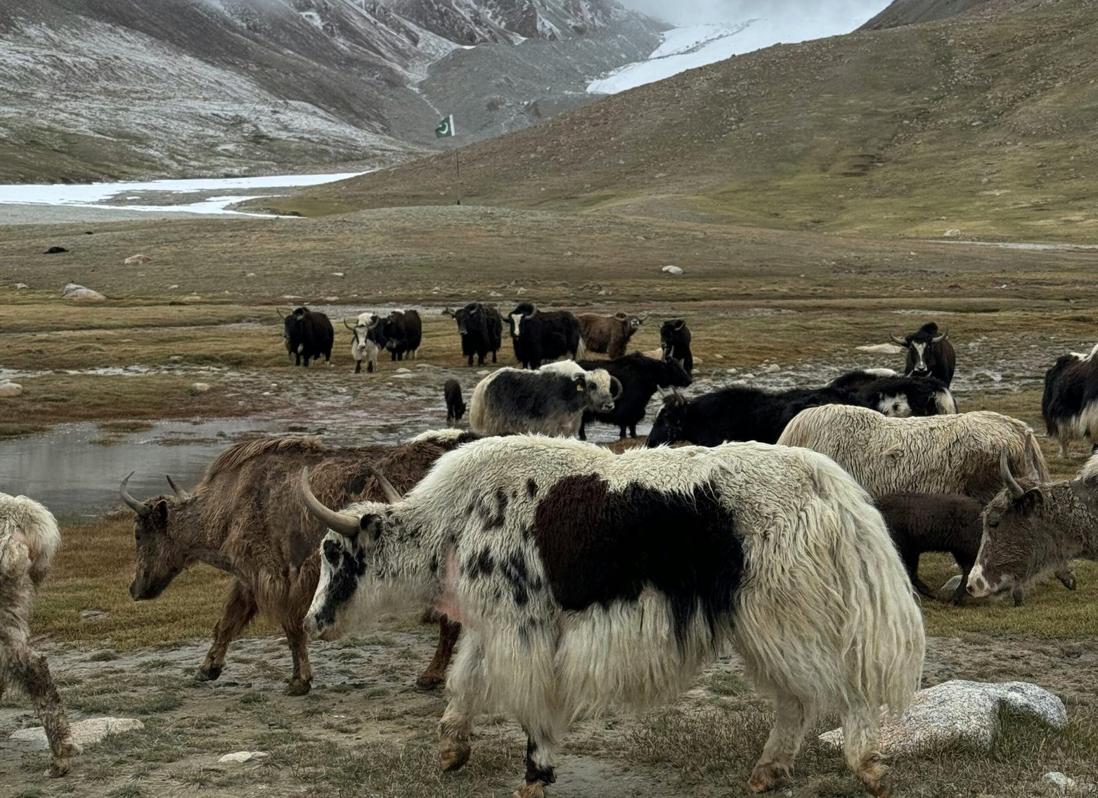 Best Wildlife Places in Ladakh