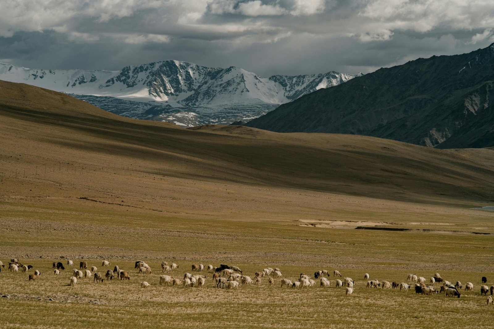 Best Wildlife Places in Ladakh