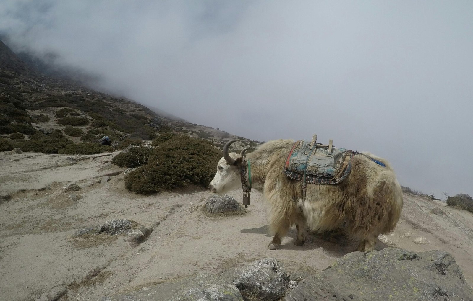 Best Wildlife Places in Ladakh