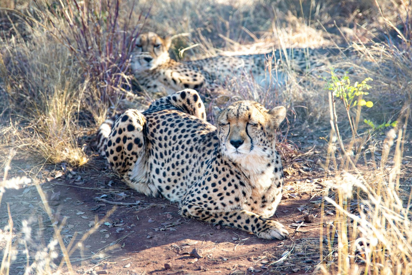 Best Places to Spot the Big 5 in Africa