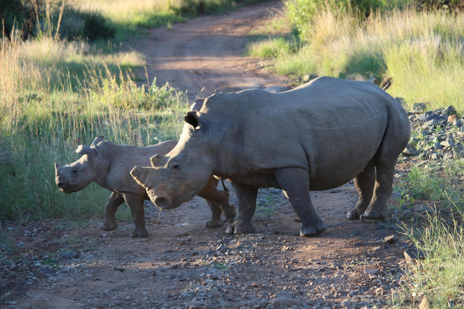 Best Places to Spot the Big 5 in Africa