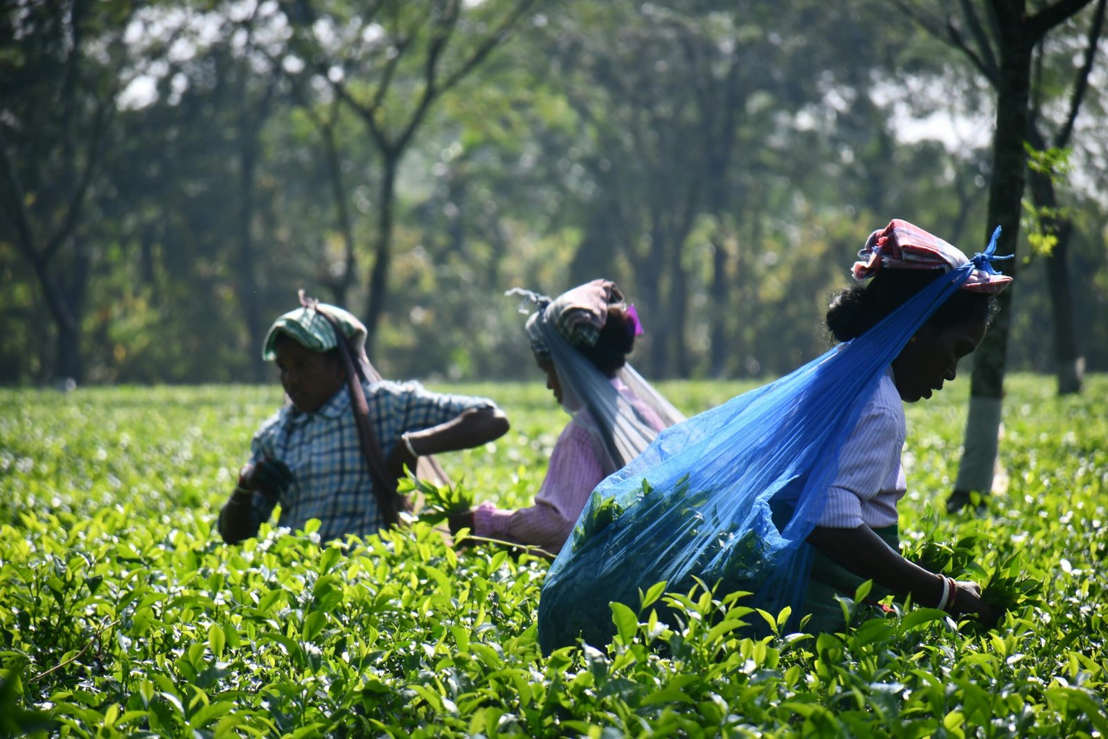 Top 6 Tea Estates to Visit in Wayanad
