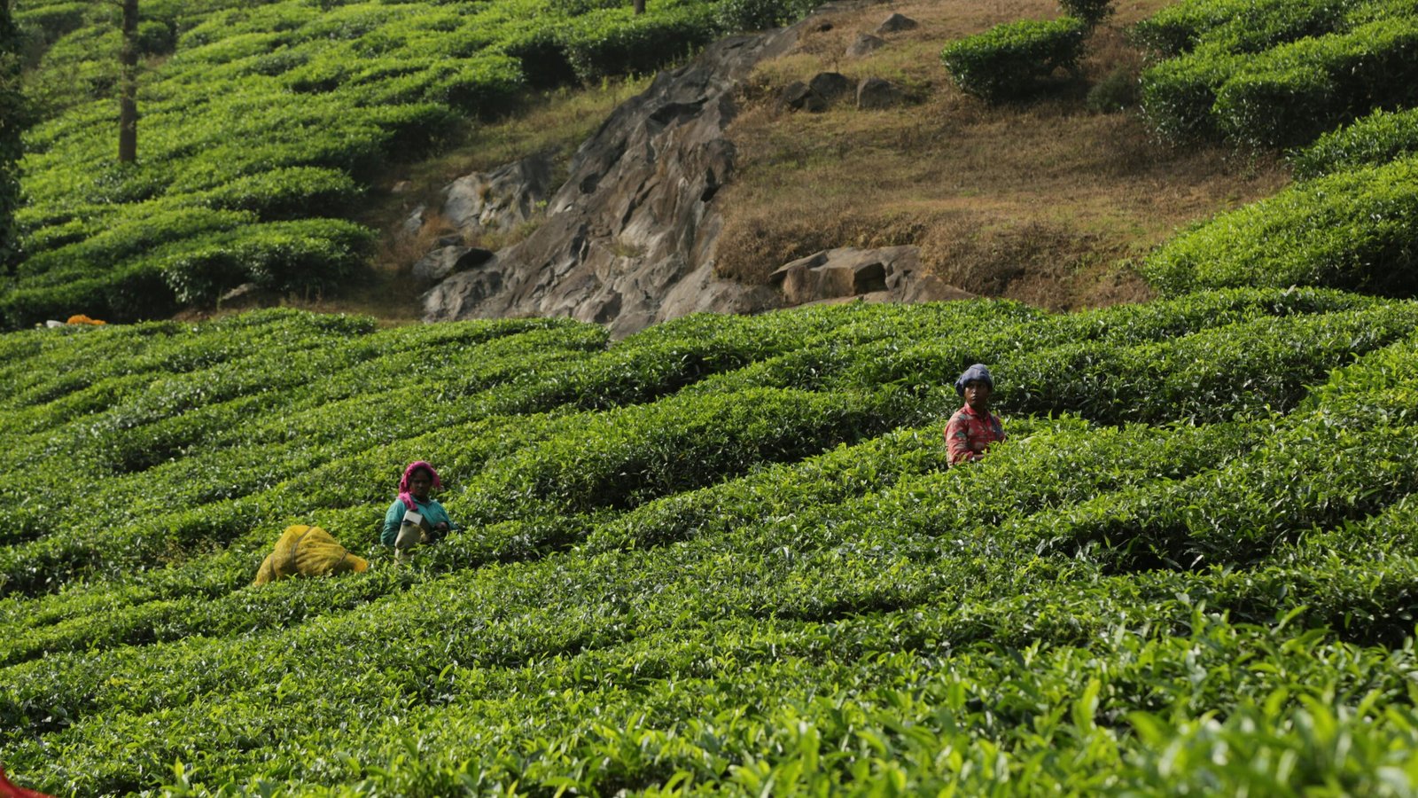 Top 6 Tea Estates to Visit in Wayanad