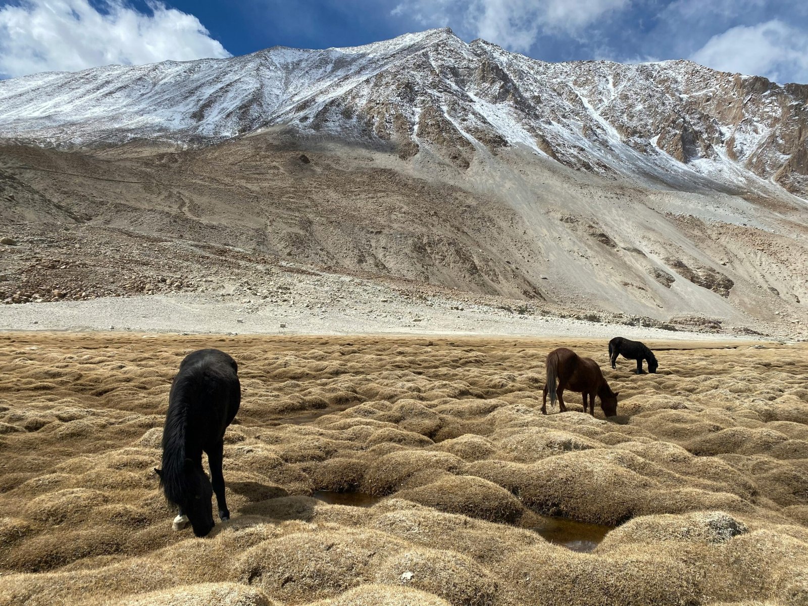 Best Wildlife Places in Ladakh