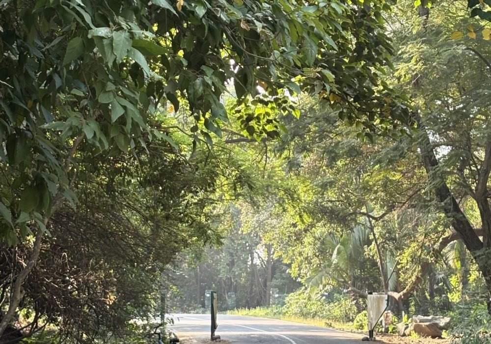 I Found a Forest in Mumbai! Exploring Sanjay Gandhi National Park