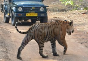 Ranthambore National Park