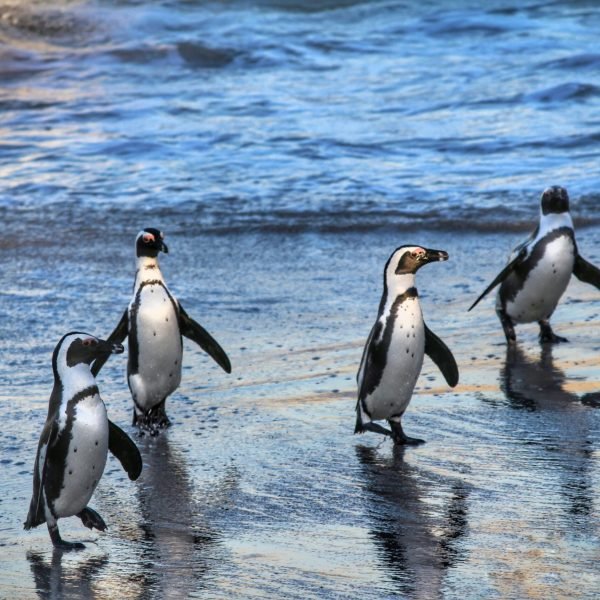Best Things to Do in South Africa