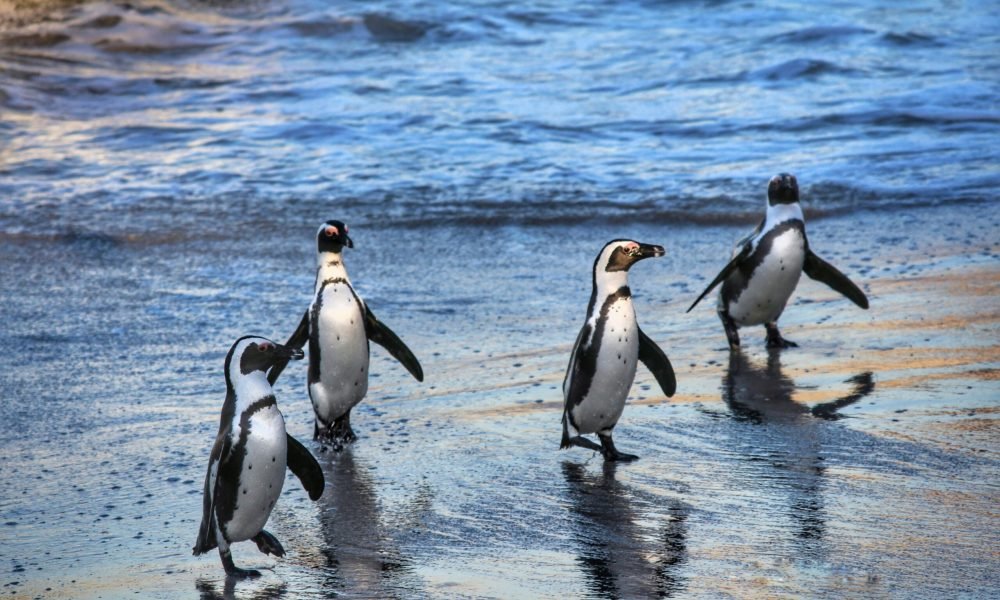Best Things to Do in South Africa