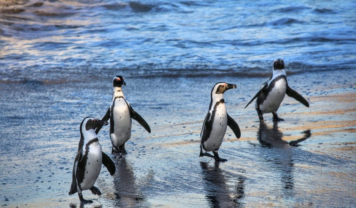 Best Things to Do in South Africa