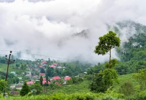 Happy Valley Tea Estate