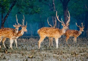 Sundarbans