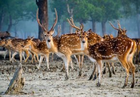 Sundarbans