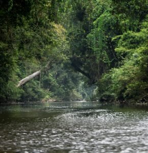 Taman Negara