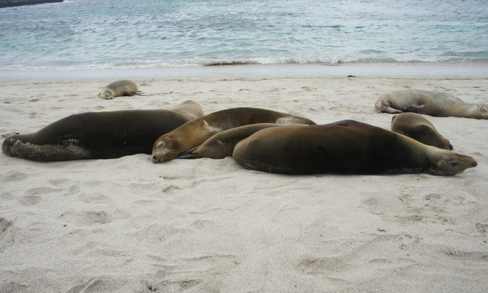 Best Islands for Sea Thrills and Surf Breaks