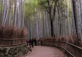 Arashiyama Bamboo Grove