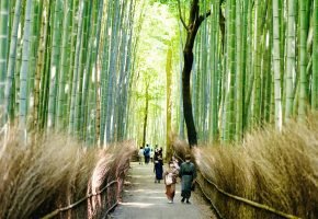 Arashiyama Bamboo Grove