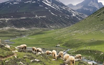 Best Wildlife Places in Ladakh
