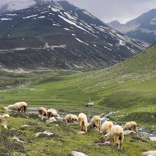 Best Wildlife Places in Ladakh