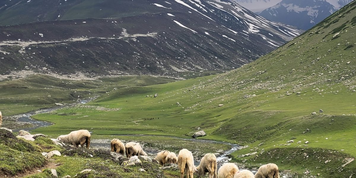 Best Wildlife Places in Ladakh