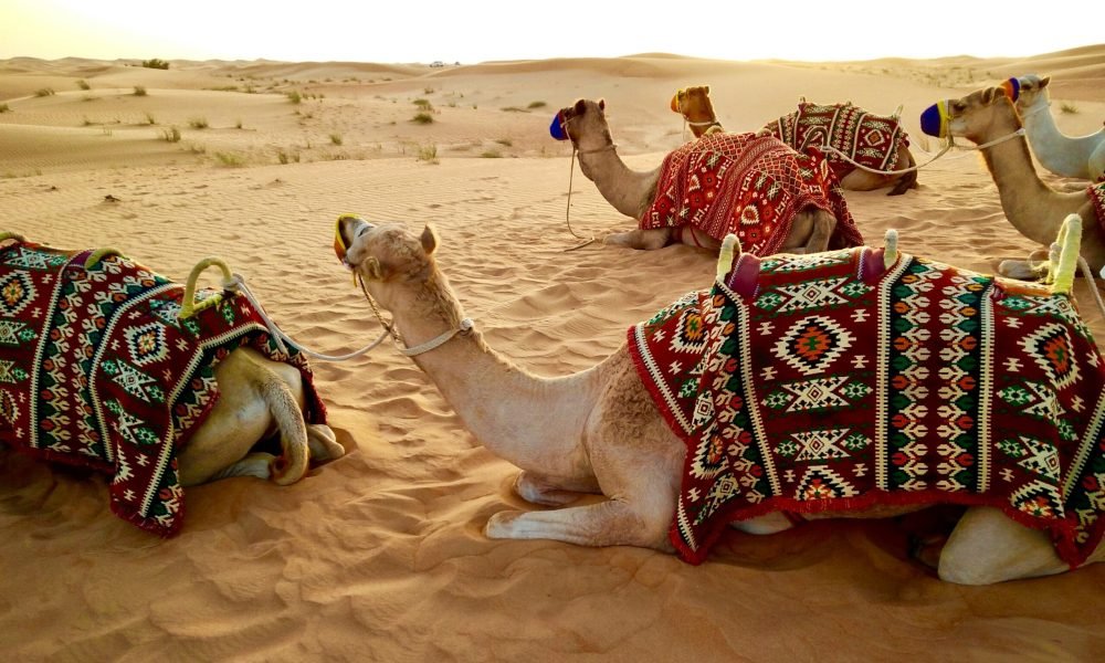 Best Ways to Travel Across UAE​