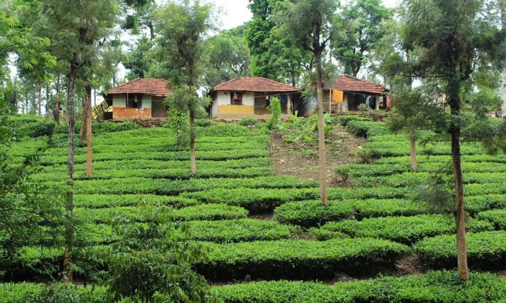 Top 6 Tea Estates to Visit in Wayanad