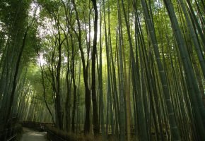 Arashiyama Bamboo Grove