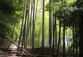 Arashiyama Bamboo Grove
