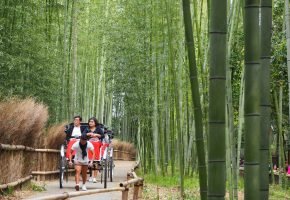 Arashiyama Bamboo Grove