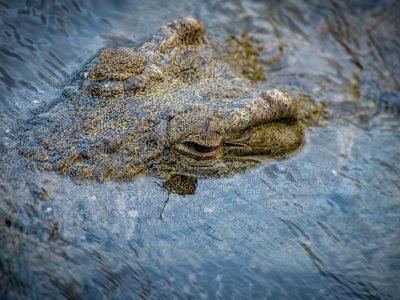 Kruger National Park