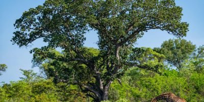 Kruger National Park
