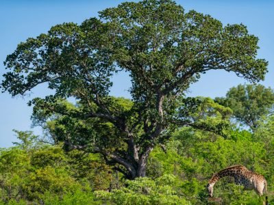 Kruger National Park