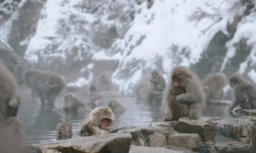 jonathan-ansel-moy-de-vitry-zWKIvcDZubo-unsplash