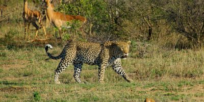 Kruger National Park