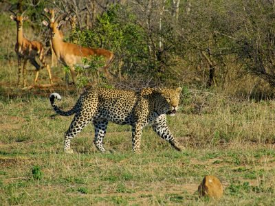 Kruger National Park