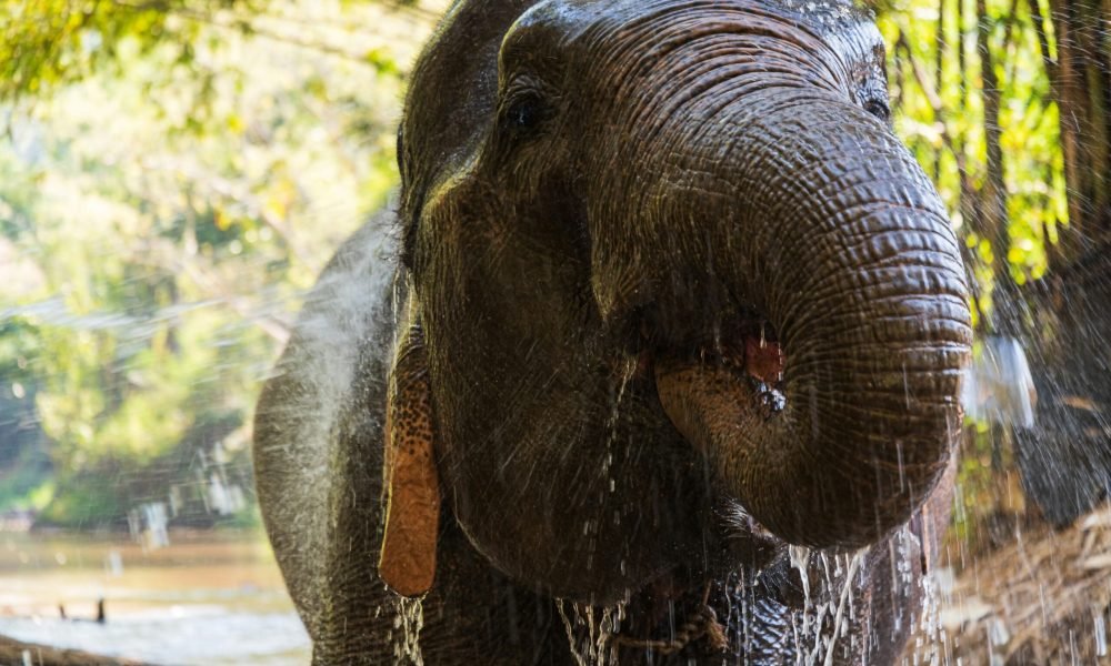 Best Things to Do in Thailand