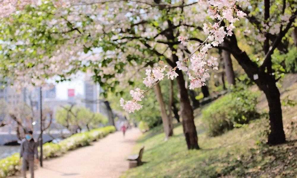 Best Guide to Budget Travel in Japan 2025