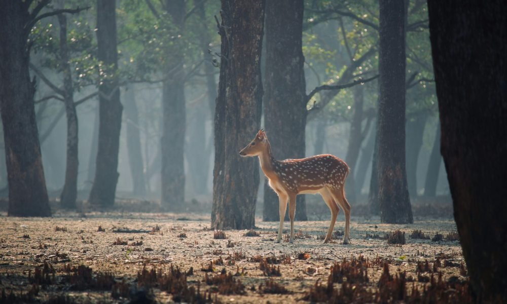 Best Things to Do in India
