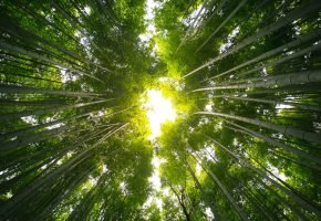 Arashiyama Bamboo Grove