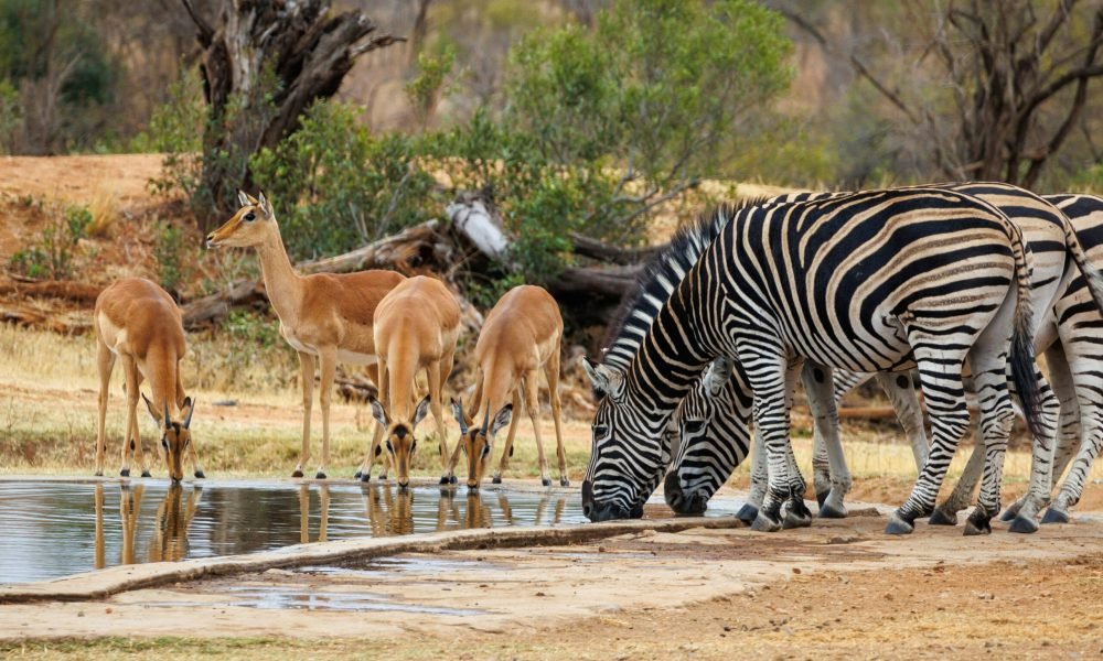 Best Things to Do in South Africa