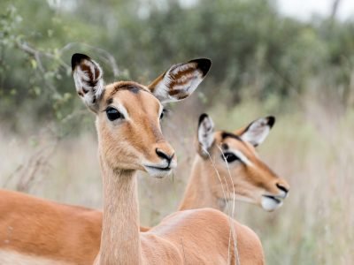 Kruger National Park