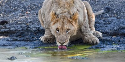 Kruger National Park