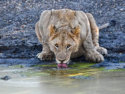 Kruger National Park