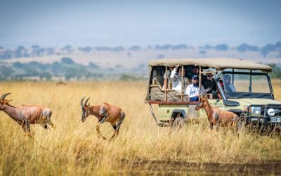 Best Places to Spot the Big 5 in Africa