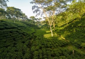 Happy Valley Tea Estate