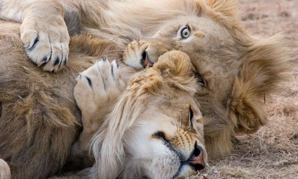 Best Places to Spot the Big 5 in Africa